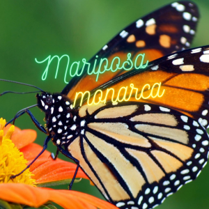 MARIPOSA MONARCA